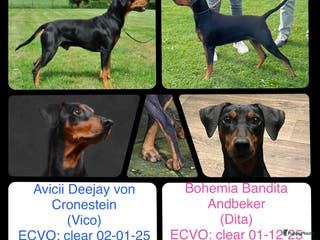 Duitse Pinscher honden Duitse Pinscher puppy’s - Advertentie 9