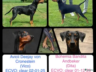 Duitse Pinscher honden Duitse Pinscher puppy’s - Advertentie 17