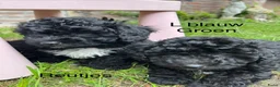 Maltipoo honden te koop: Maltipoo  - Advertentie 3