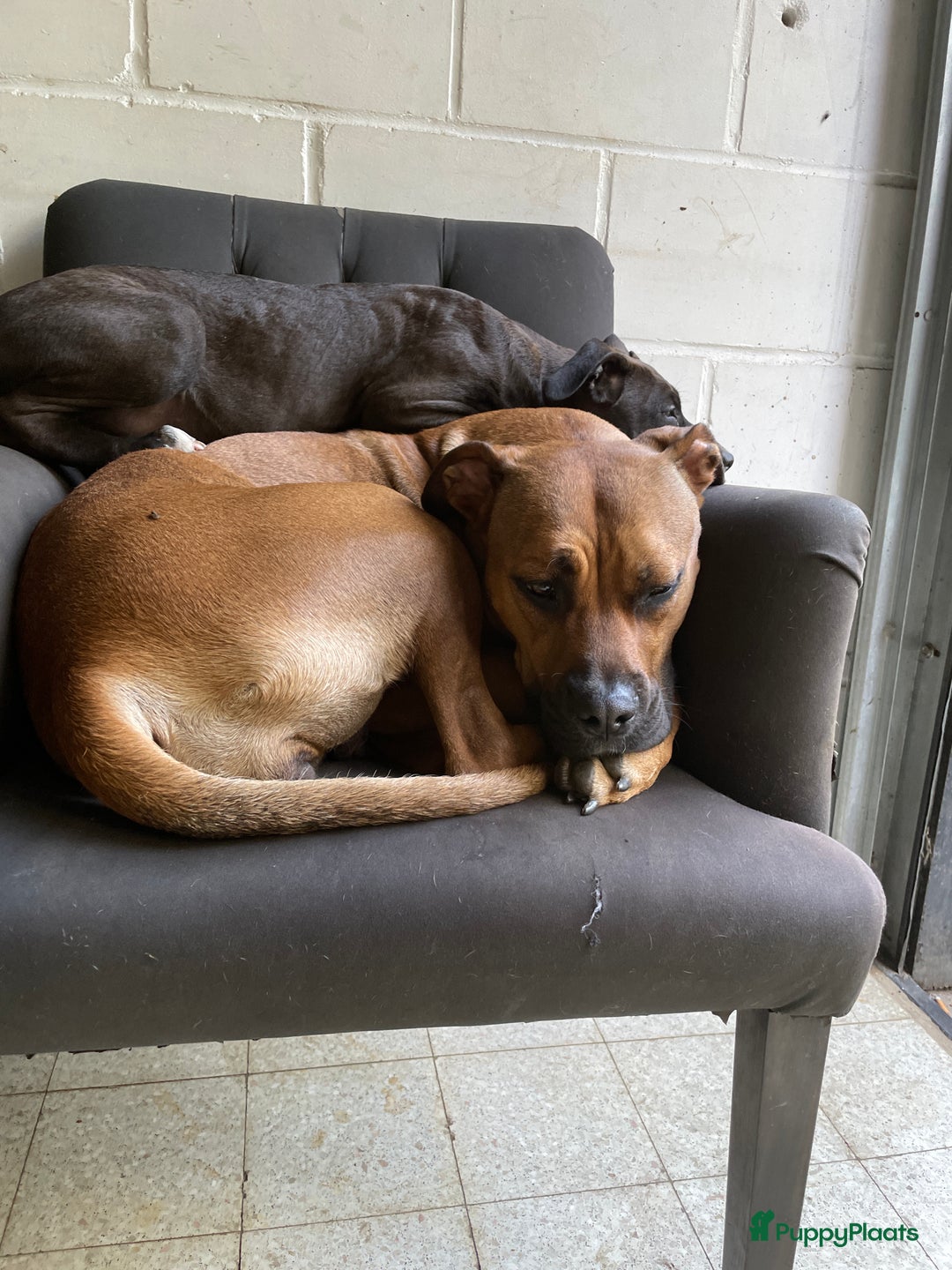 American Staffordshire Terriër honden te koop: Stafford mix cane corso  - Afbeelding 11