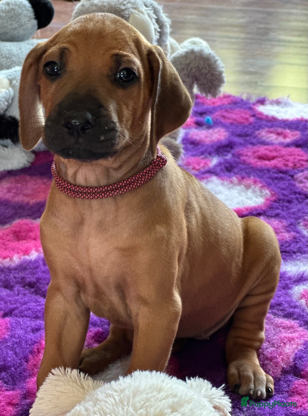 Rhodesian Ridgeback honden te koop: Prachtige en perfecte Rhodesian Ridgeback pups in Oosterbeek - Afbeelding 20