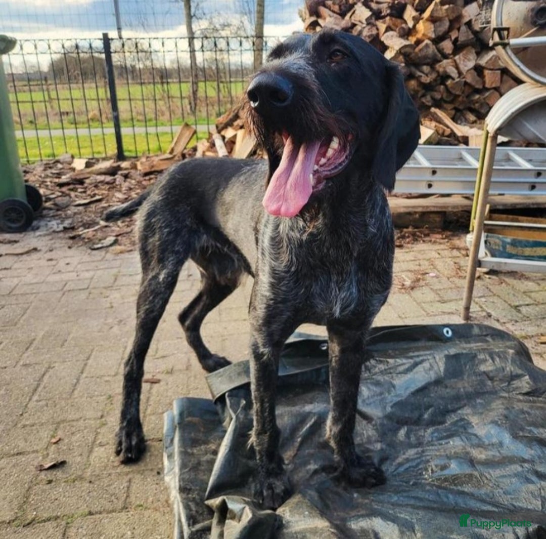 Duitse Staande Hond Draadhaar honden te koop: Duitse staande ruwhaar/draadhaar  - Afbeelding 3
