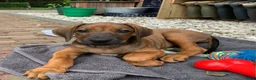 Rhodesian Ridgeback honden te koop: Verwacht 27-01: prachtige Rhodesian Ridgeback pups - Advertentie 3