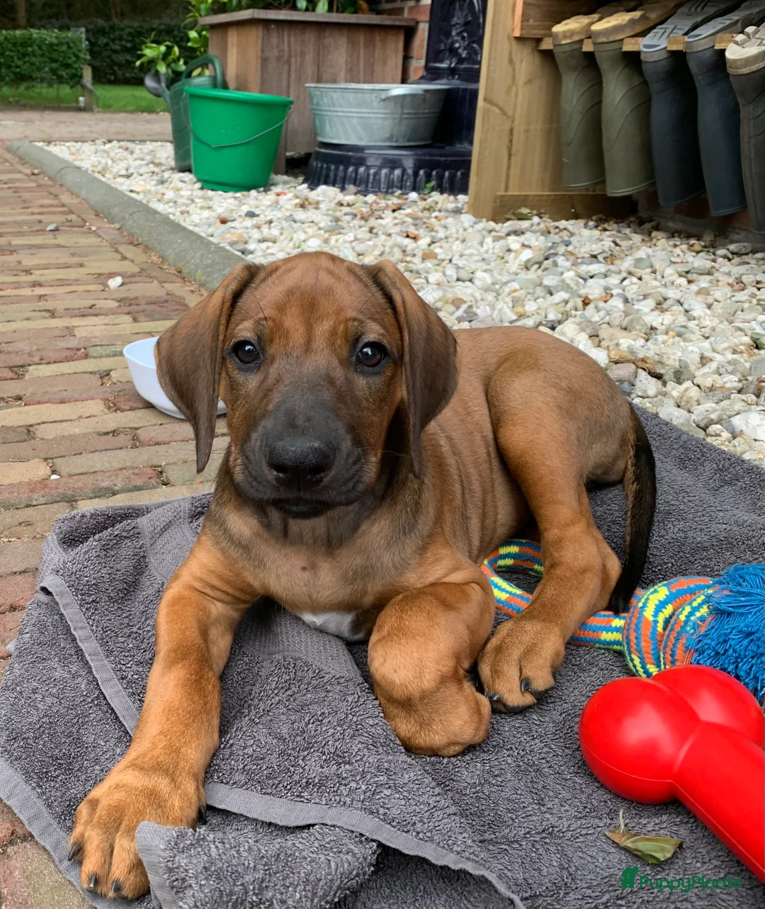 Rhodesian Ridgeback honden te koop: Verwacht 27-01: prachtige Rhodesian Ridgeback pups - Advertentie 3