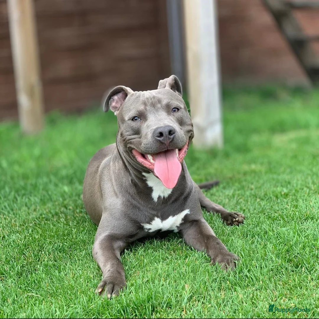 American Staffordshire Terriër honden ter dekking: American Staffordshire Terrier Reu  voor dekking - Advertentie 3