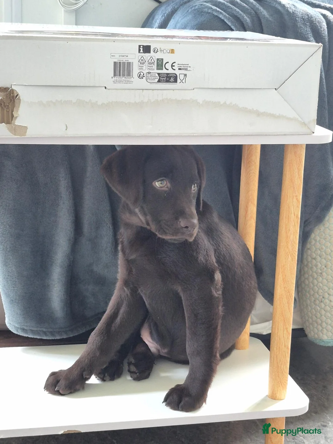Labrador Retriever honden ter dekking: Lieve bruine Labrador reu 🐾 - Advertentie 6