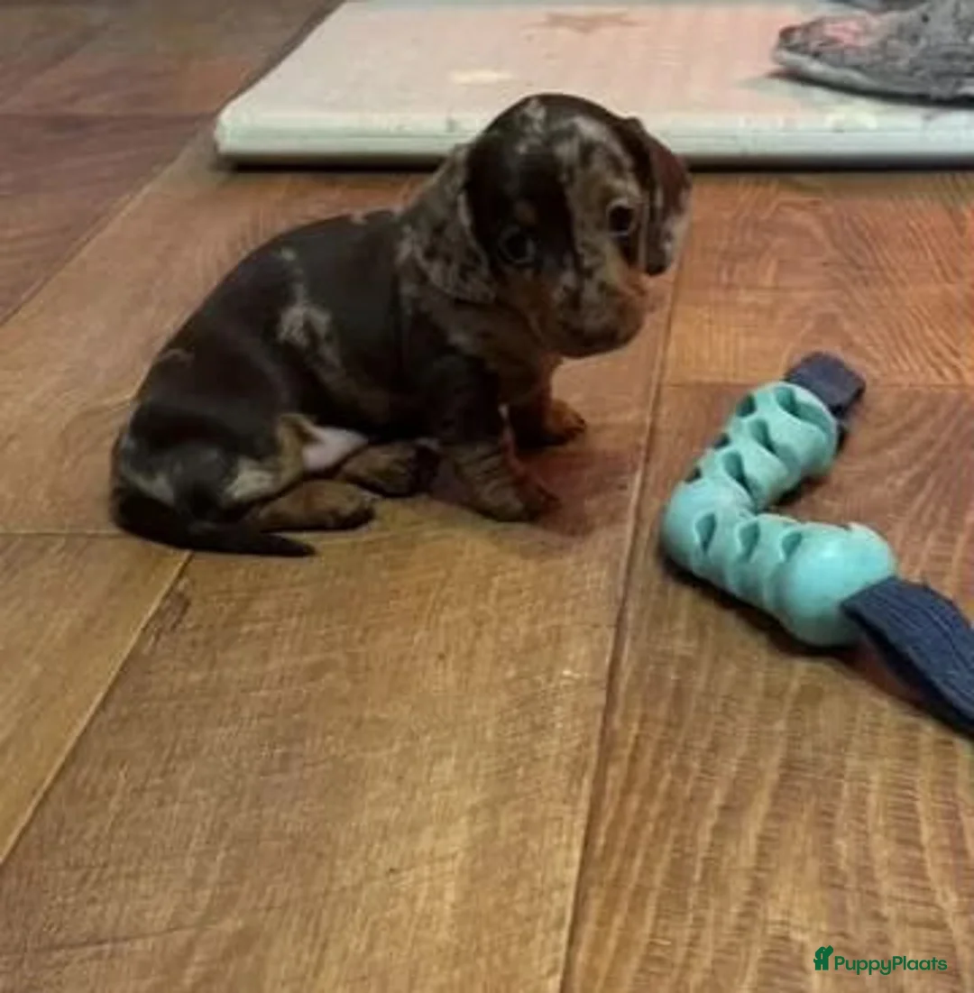 Teckel (korthaar)  honden te koop: Teckel puppy's in Heerhugowaard - Advertentie 2