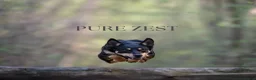 Australian Kelpie honden te koop: Australian Kelpie pups zoeken actieve baasjes - Advertentie 16