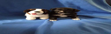 Kruising Puppy 3