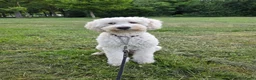 Kruising honden te koop: Super lieve goldendoodle X A labradoodle pups - Advertentie 7