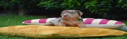 Jack Russel Terriër honden te koop: lieve pups zoeken een nieuw huisje - Advertentie 7
