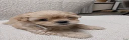 Shihpoo honden te koop: Shih-Poo pups in Elim - Advertentie 3
