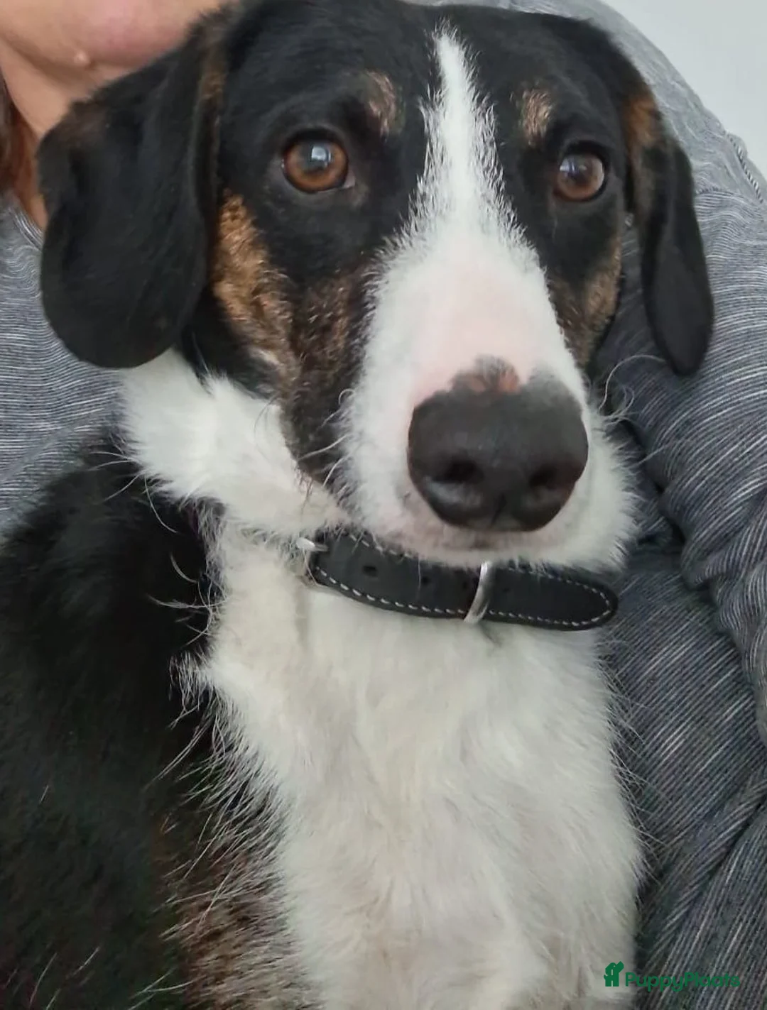 Kruising honden ter adoptie: Adam een schat van een gezinshondje  - Advertentie 1