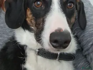 Kruising honden Adam een schat van een gezinshondje - Advertentie 1