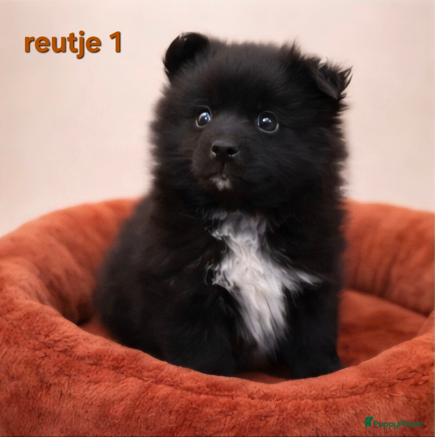 Pomeriaan honden Super mooie pomeriaan,  dwergkees pups - Advertentie 2
