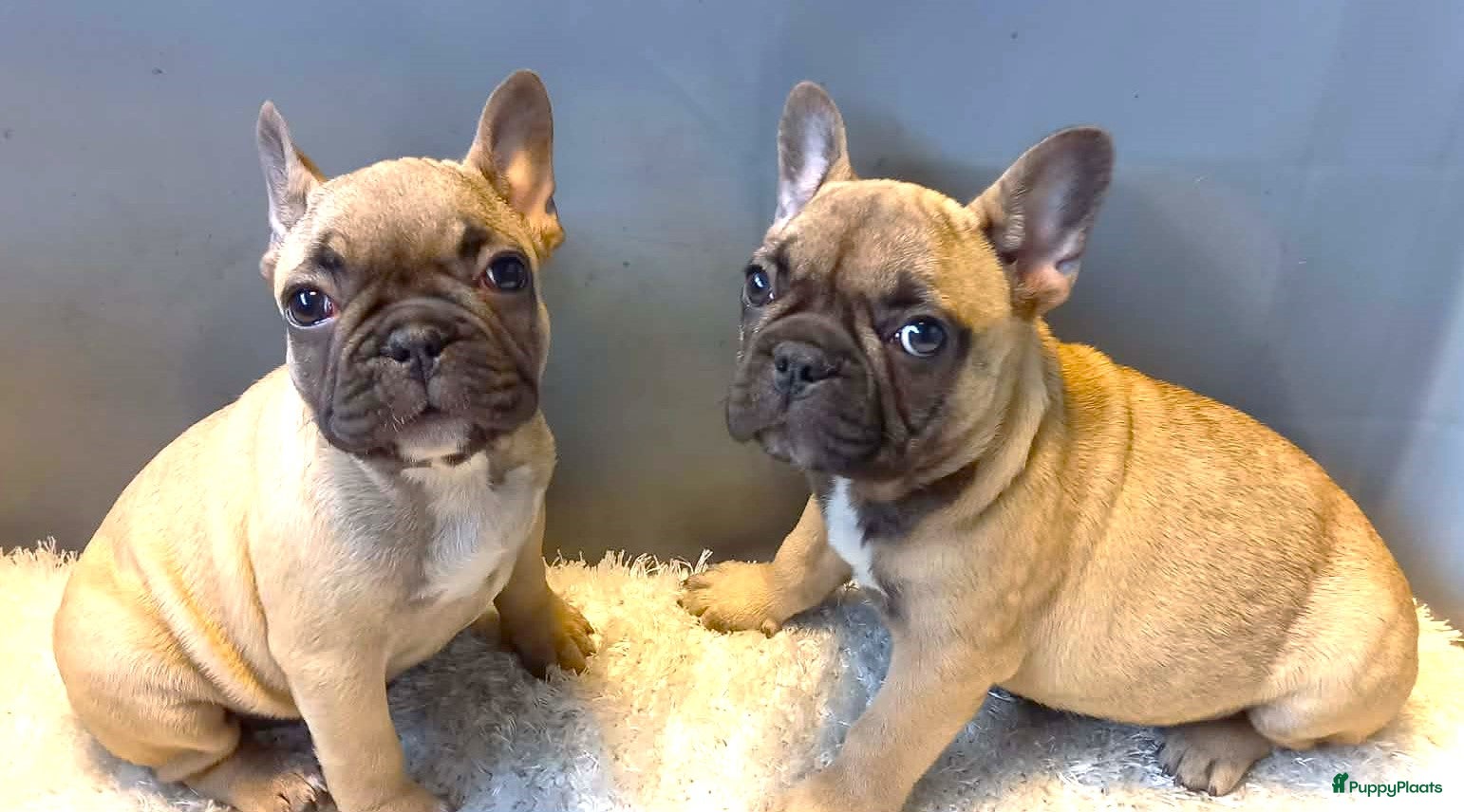 Franse Bulldog honden Franse Bulldog Pups Teefjes - Advertentie 1