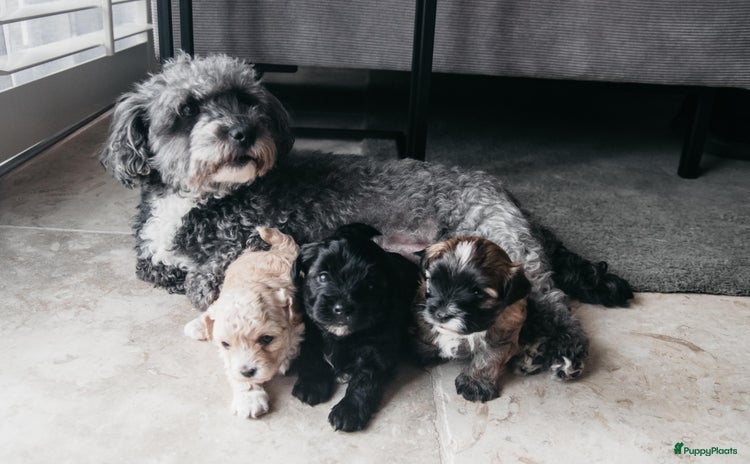 Maltipoo honden - Advertentie 2