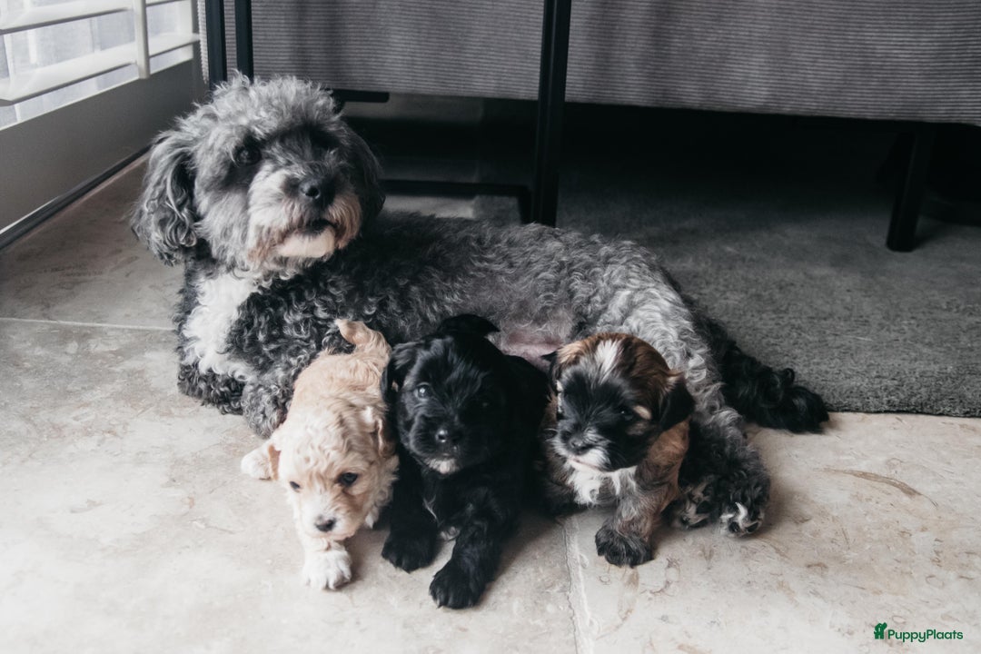 Maltipoo honden te koop: Maltipoo pup - Advertentie 1