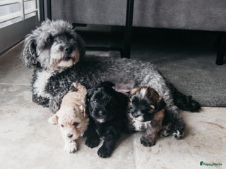 Maltipoo honden Maltipoo pup - Advertentie 2