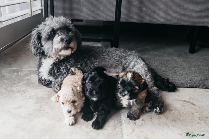 Maltipoo honden - Advertentie 2