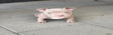 Amerikaanse Bully 1