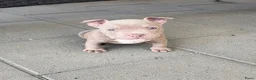 Amerikaanse Bully honden te koop: Amerikaanse pocket bully met stamboom - Advertentie 2