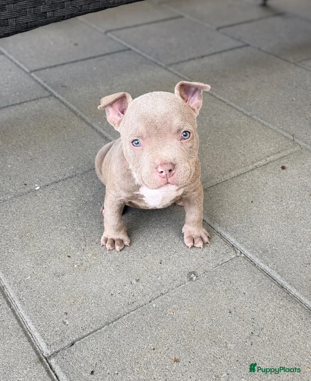 Amerikaanse Bully honden te koop: Amerikaanse pocket bully met stamboom - Advertentie 2