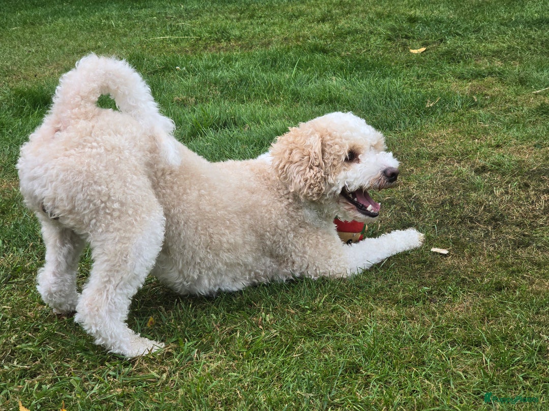 Kruising honden te koop: Goldendoodle multigen reutjes mogen verhuizen - Advertentie 14