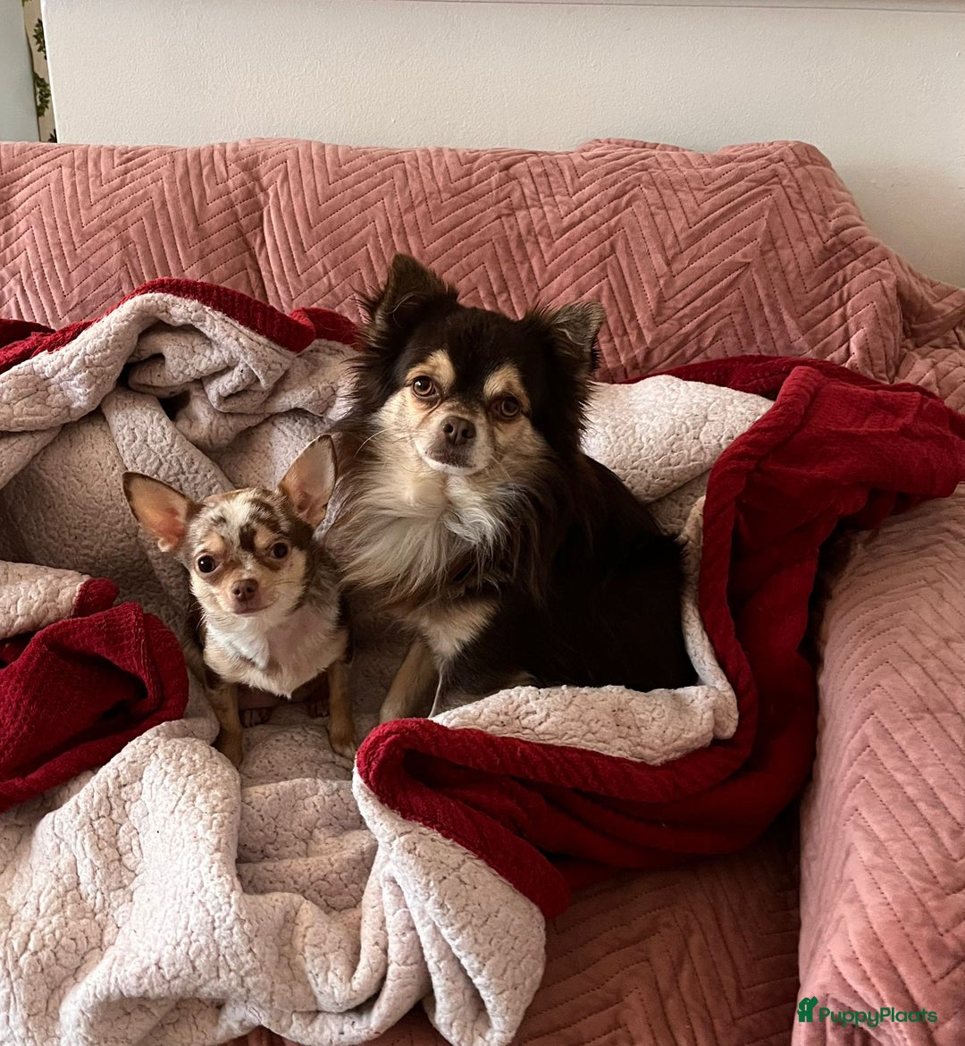 Chihuahua honden te koop: 3 prachtige Chihuahua-pups beschikbaar. - Advertentie 1