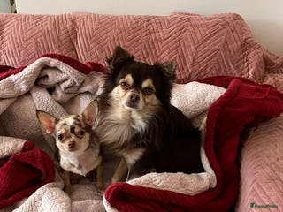 Chihuahua honden 2 prachtige Chihuahua-pups beschikbaar. - Advertentie 3