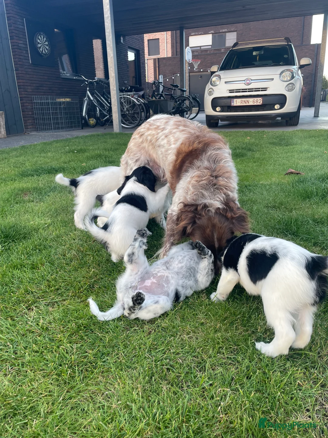 Friese Stabij honden te koop: Friese stabij reutje  - Advertentie 1