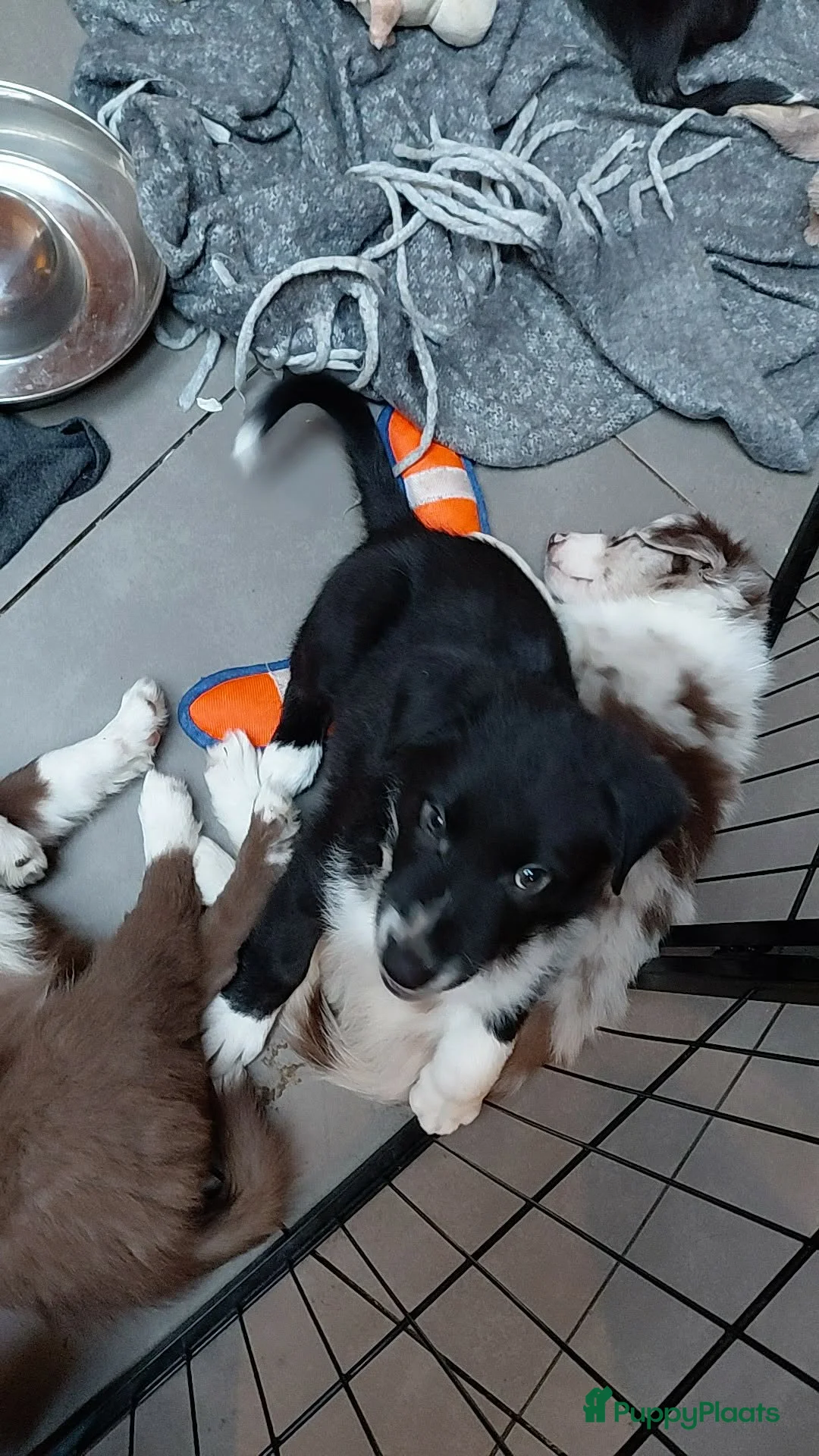 Border Collie honden te koop: Nog 1 lieve reu ❤️🐕 zwart/wit  - Advertentie 2