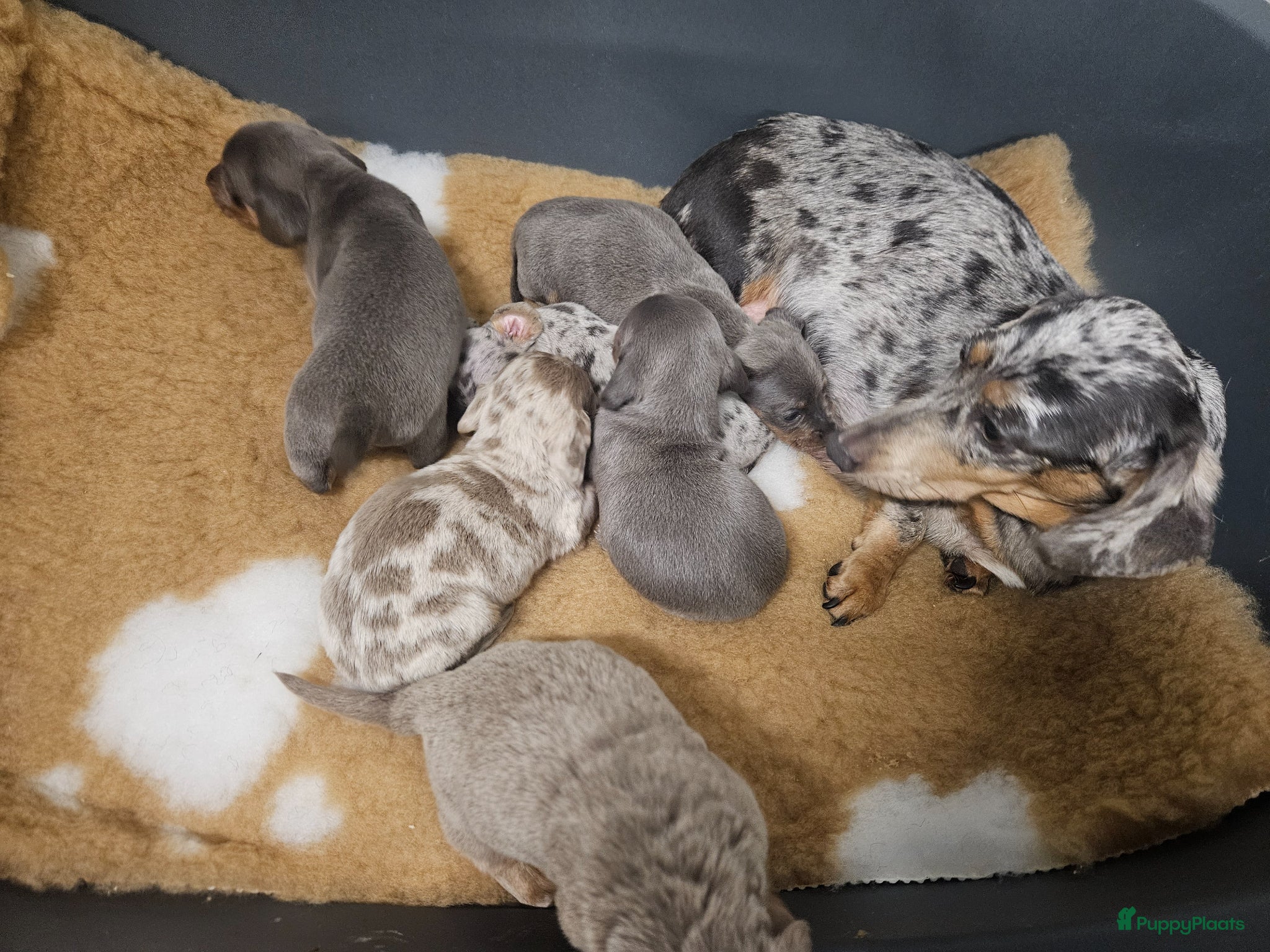 Kruising honden JURRE mag verhuizen 🩵🩵 - Advertentie 1