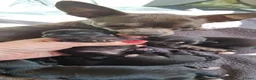 Chihuahua honden te koop: 2 mooie chihuahuapups. Teefje /reutje - Advertentie 5