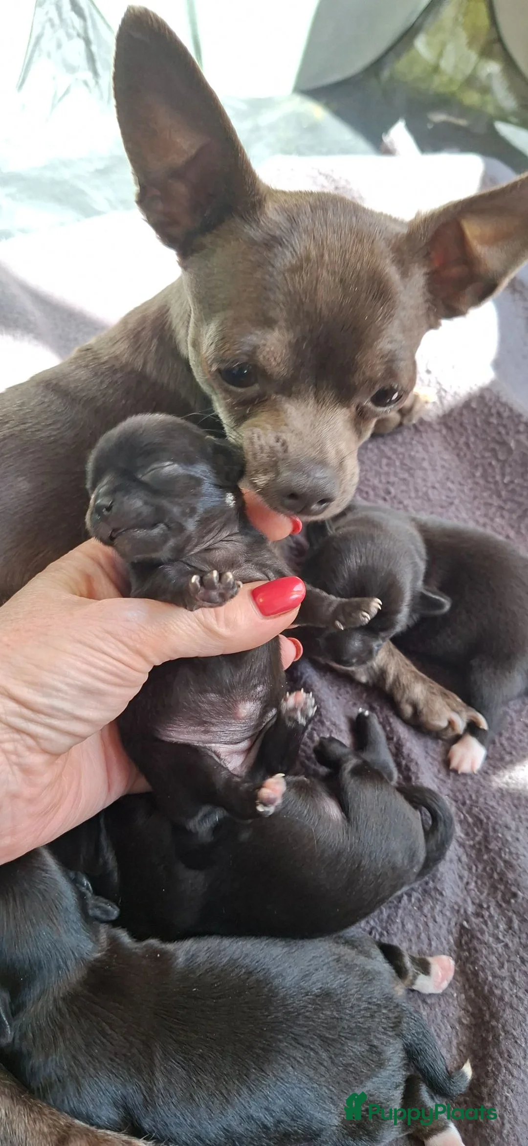 Chihuahua honden te koop: 2 mooie chihuahuapups. Teefje /reutje - Advertentie 5
