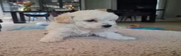 Maltipoo honden te koop: Prachtige kleine Maltipoo/Toy pups met garantie!🐶 - Advertentie 9