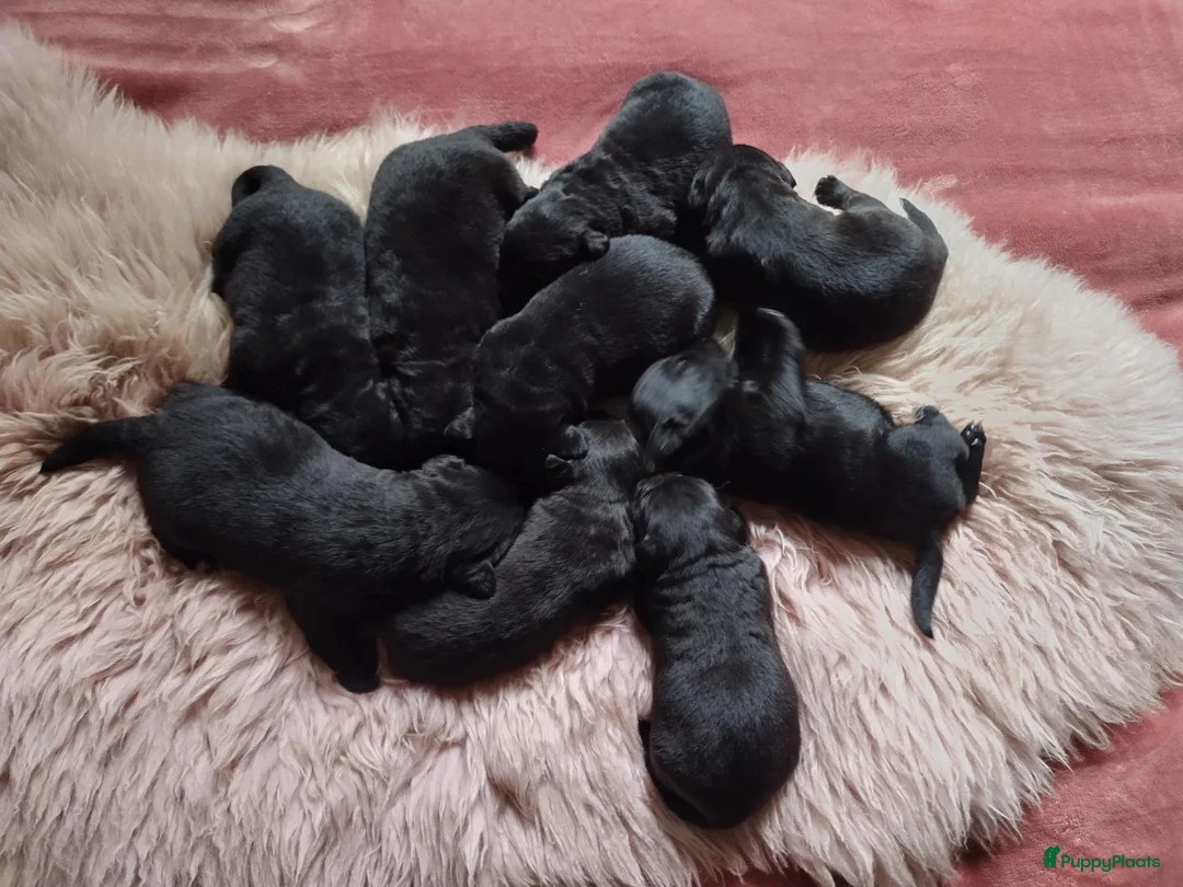 Labrador Retriever honden te koop: labrador pups, 5 teefjes en 3 reutjes beschikbaar. - Advertentie 1