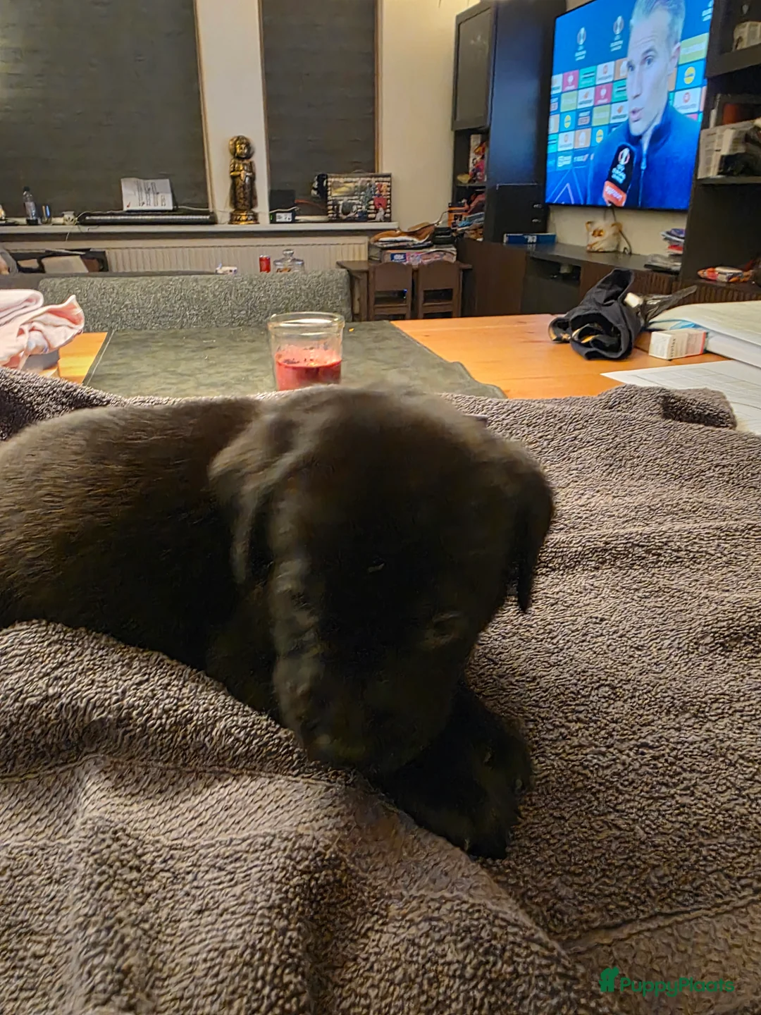 Labrador Retriever honden te koop: 6 mooie en lieve labradorpups - Advertentie 17