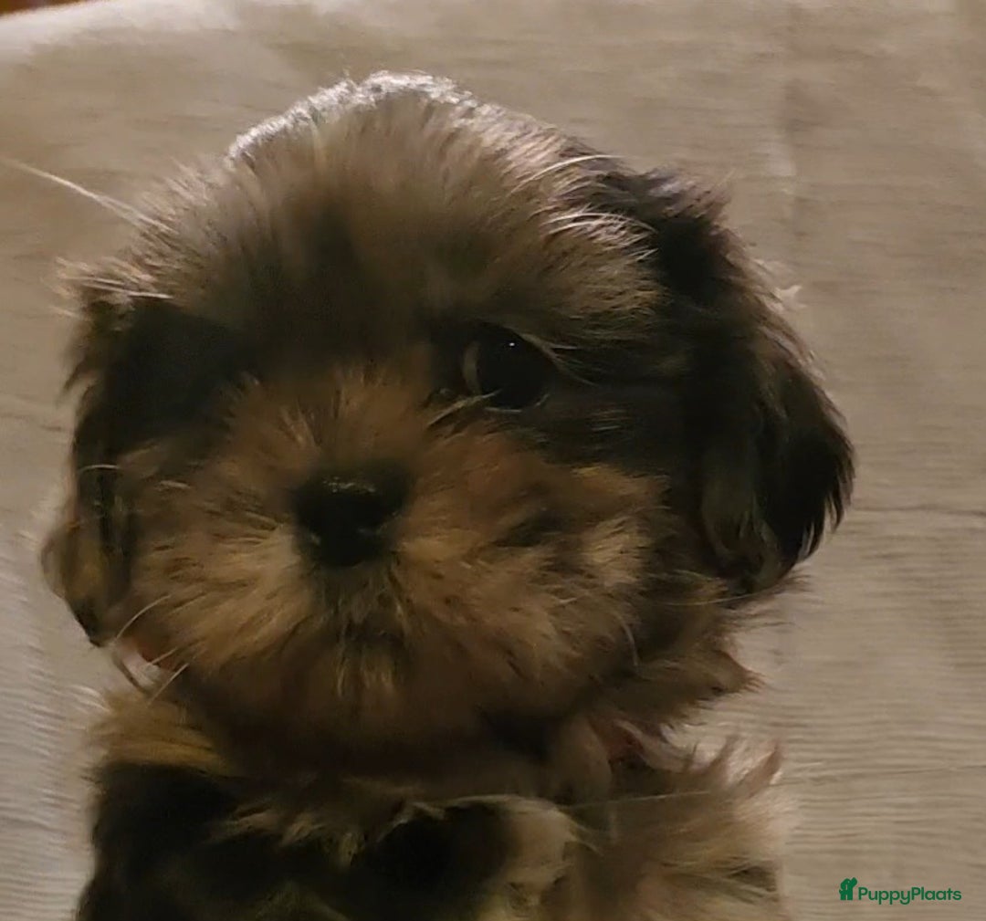 Shih Tzu honden te koop: Shih Tzu diverse kleuren , merle teefje - Advertentie 9