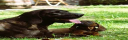 Kruising honden te koop: Bayerische gebirgssweishund - Advertentie 1