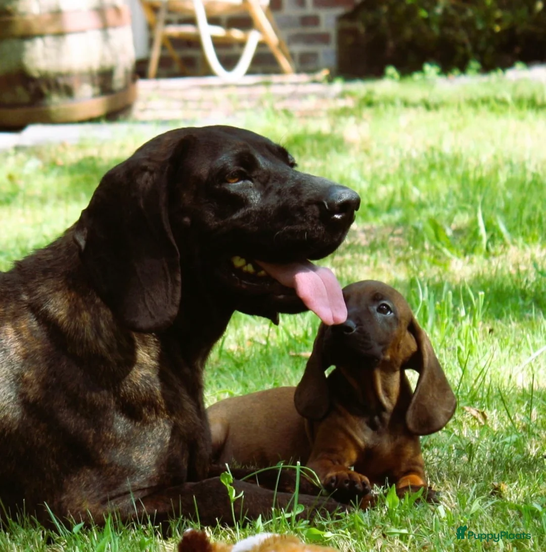 Kruising honden te koop: Bayerische gebirgssweishund - Advertentie 1