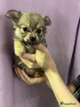 Pomchi Puppy 1
