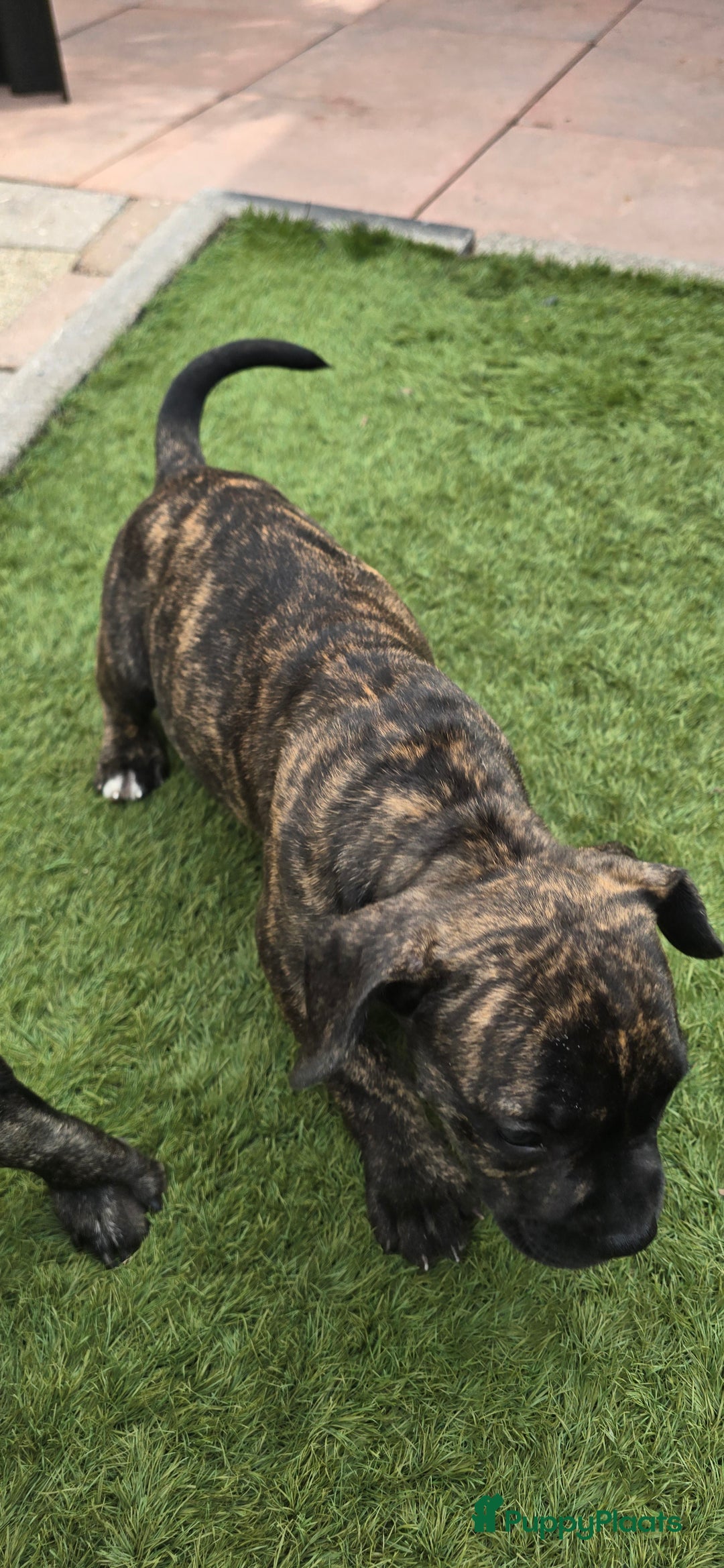 Franse Bulldog honden te koop: Mooie kruising franse bull/American bull te koop - Afbeelding 7