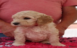 Barbet honden te koop: Nog 1 fawn kleurig teefje beschikbaar. - Afbeelding 5