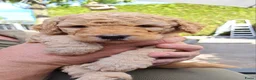 Kruising honden te koop: Medium Double Doodle pups - Advertentie 5