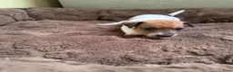 Jack Russel Terriër honden te koop: Schattige jack russels te koop  - Advertentie 19