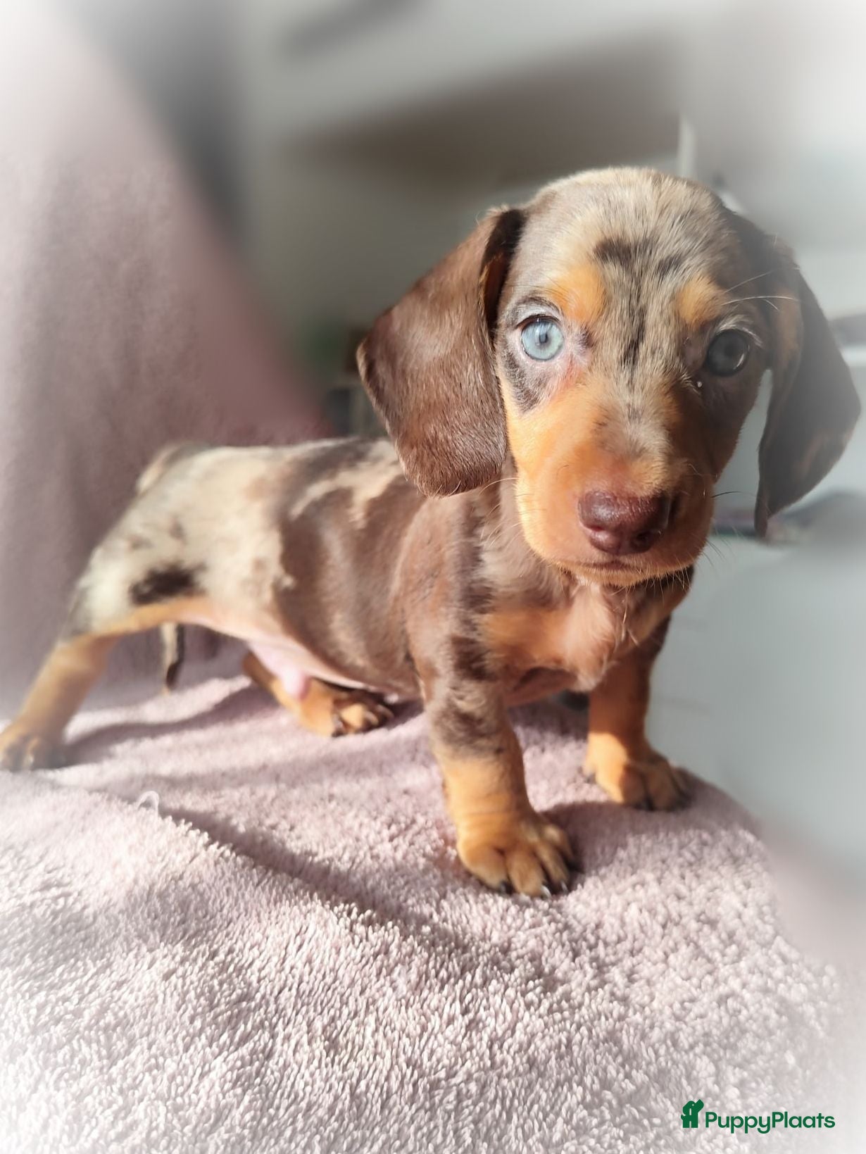 Teckel (korthaar)  honden Mooie dwergteckeltjes, aparte kleurtjes - Advertentie 1