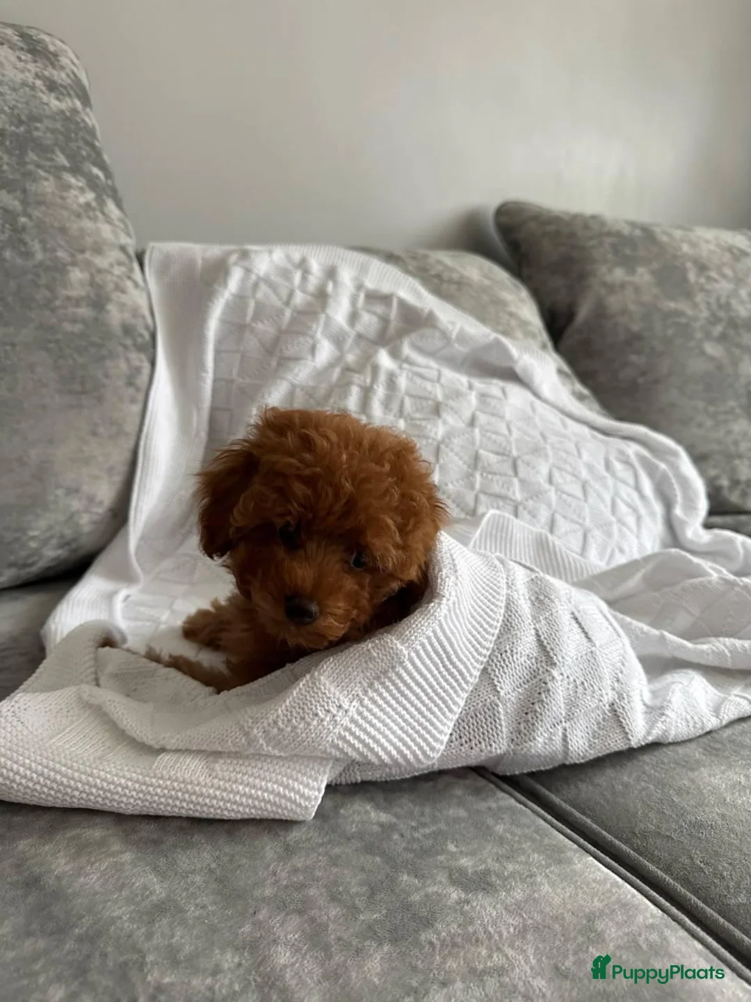 Poedel Toy honden te koop: Toypoedel pups zoeken  - Advertentie 2
