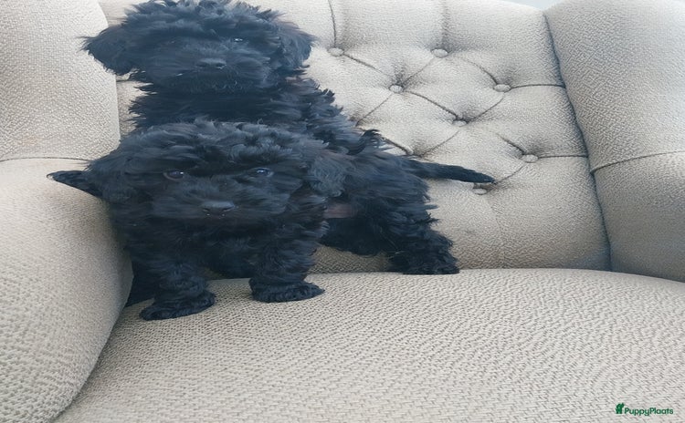 Maltipoo honden Cockapoo  - Advertentie 1