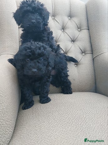 Maltipoo honden Maltipoo pups - Advertentie 1